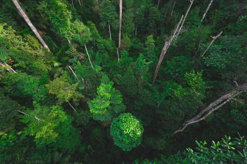 Bosque sostenible y diverso en la lucha contra el cambio climático