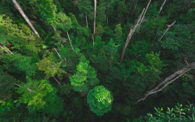 Bosque sostenible y diverso en la lucha contra el cambio climático