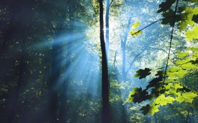 Bosque biodiverso en plenitud de vida.