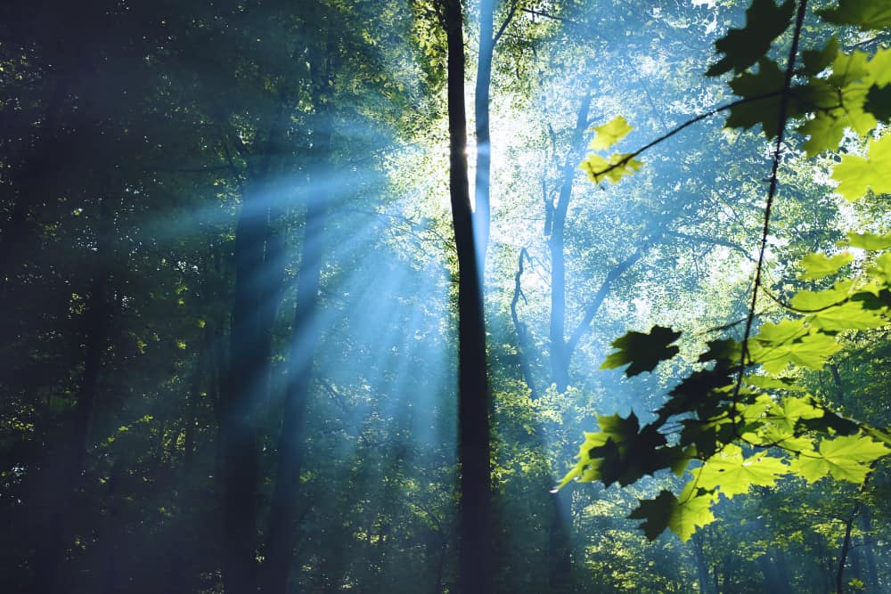 Bosque biodiverso en plenitud de vida.