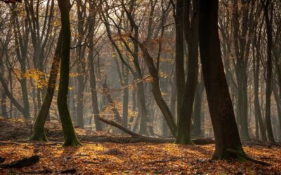 Bosque francés con árboles densos en ambiente natural