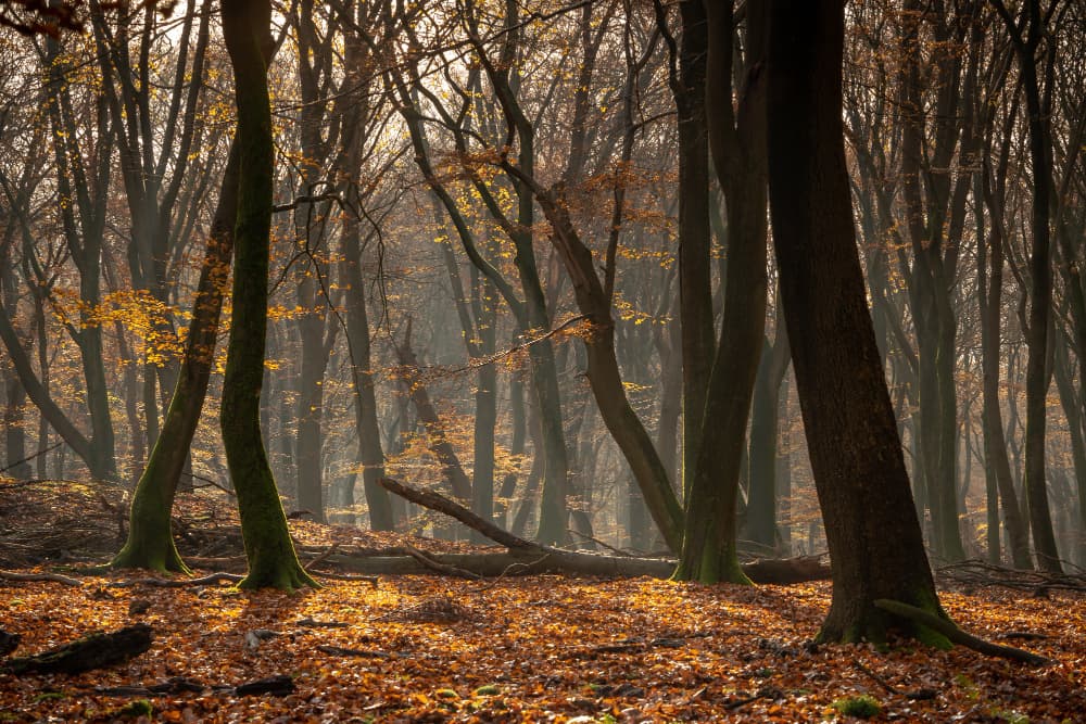 Bosque francés con árboles densos en ambiente natural