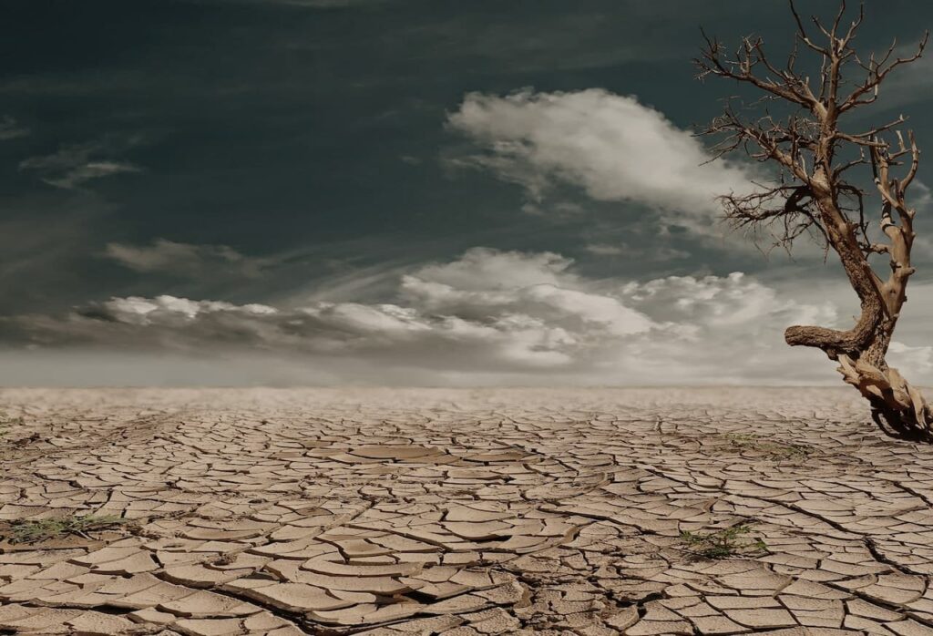 Representación visual de un bosque mediterráneo afectado por la sequía y el cambio climático.