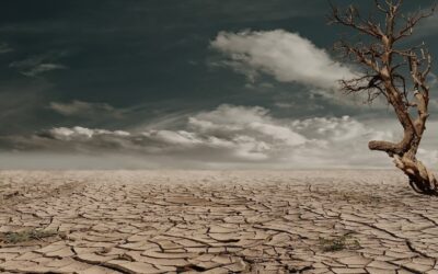 Representación visual de un bosque mediterráneo afectado por la sequía y el cambio climático.