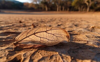 Imagen de un bosque tropical afectado por la sequía y el calor, relacionado con el almacenamiento de carbono.