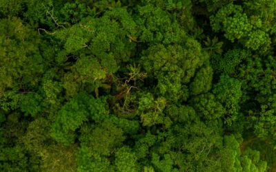 Vista aérea de bosques tropicales desde arriba