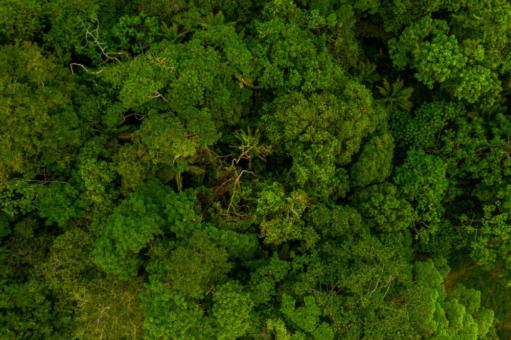 Vista aérea de bosques tropicales desde arriba