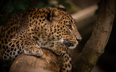 Presidente de Chile firma ley de protección de biodiversidad y áreas protegidas