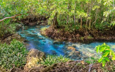 Importancia de los manglares en la lucha contra el cambio climático y la biodiversidad.