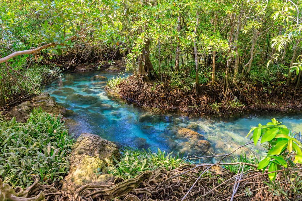 Importancia de los manglares en la lucha contra el cambio climático y la biodiversidad.