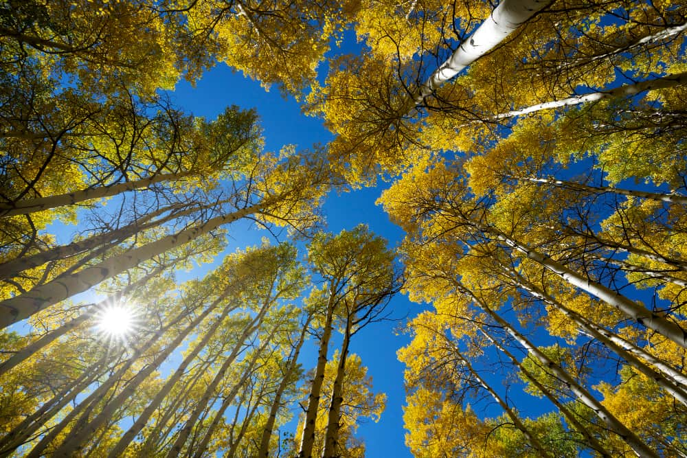 Desafíos de la reforestación en estrategias empresariales.