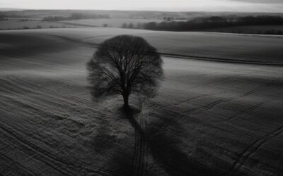 Bosque deforestado con un pequeño árbol solitario.