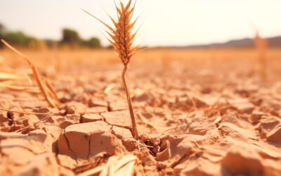 Sequía en campos de cultivo.