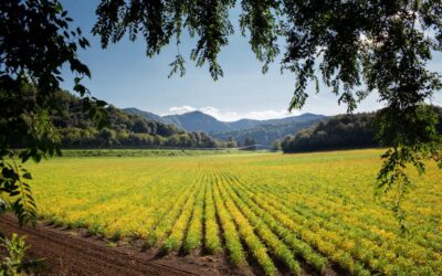 Setos y biodiversidad en la agricultura: estudio demuestra su importancia ambiental.