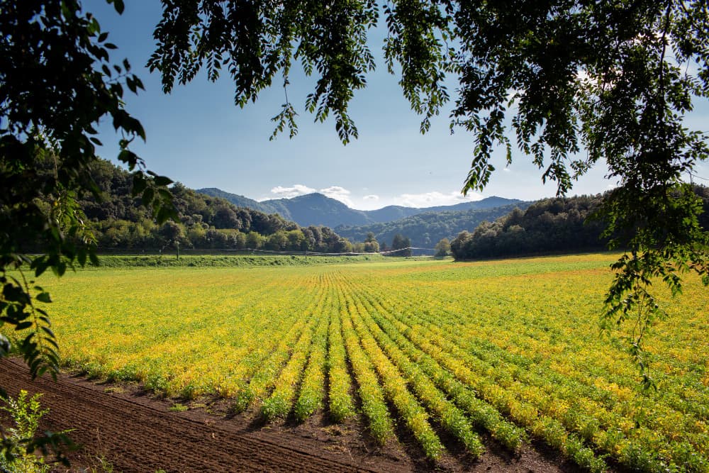 Setos y biodiversidad en la agricultura: estudio demuestra su importancia ambiental.