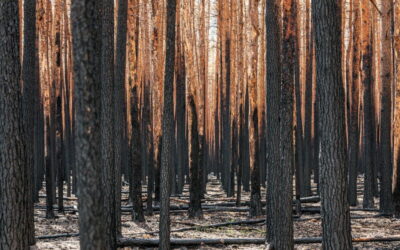 Reserva Biológica Huilo Huilo en Chile.