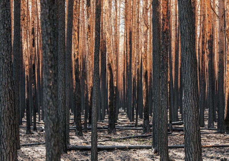 Reserva Biológica Huilo Huilo en Chile.