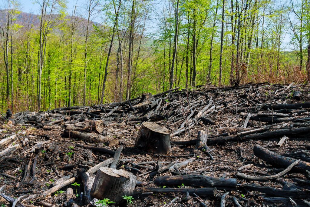 la extinción de los árboles sería una catástrofe para la humanidad