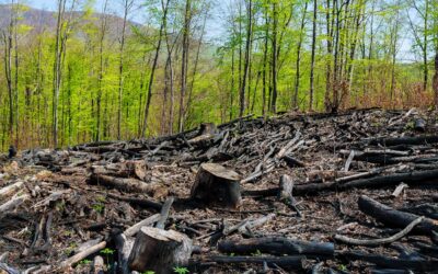 la extinción de los árboles sería una catástrofe para la humanidad