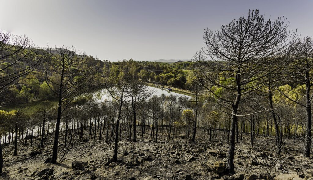 Bosques primarios, ecosistemas al borde de la extinción