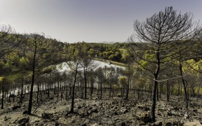 Bosques primarios, ecosistemas al borde de la extinción