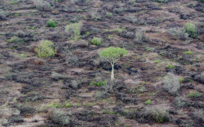 La industria forestal destruye los bosques nativos de Sudamérica