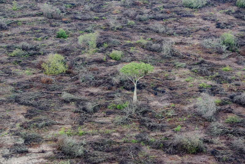 La industria forestal destruye los bosques nativos de Sudamérica