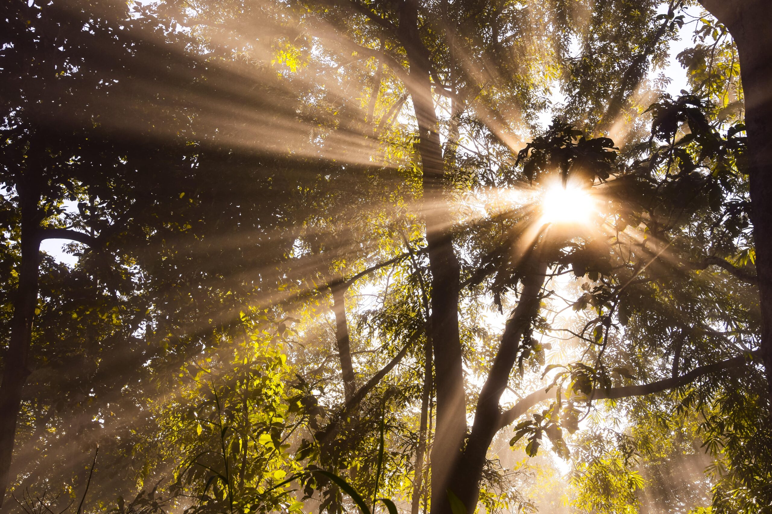 Los bosques: una fuerza estabilizadora del clima