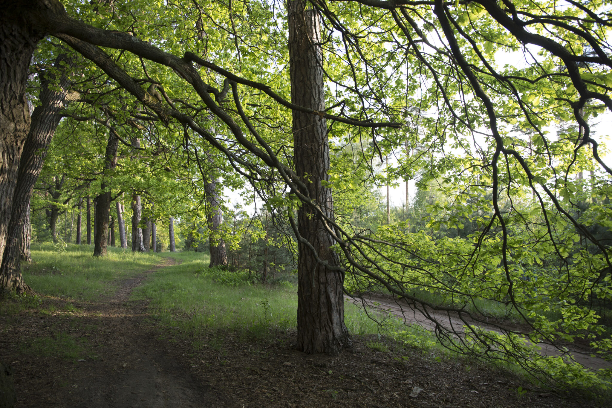 Compensación de carbono sitios web y empresas que plantan árboles Salvemos los bosques