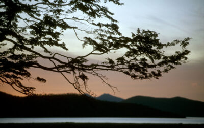Ramas de lenga al atardecer, enmarcando un paisaje patagónico sereno que esconde una profunda amenaza ambiental.