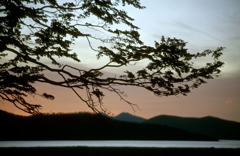 Ramas de lenga al atardecer, enmarcando un paisaje patagónico sereno que esconde una profunda amenaza ambiental.