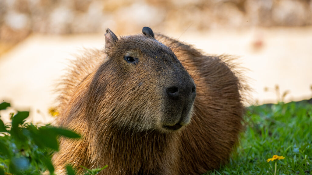 Primer plano de un capibara recostado sobre el pasto, con expresión tranquila y rodeado de vegetación baja y flores silvestres.
