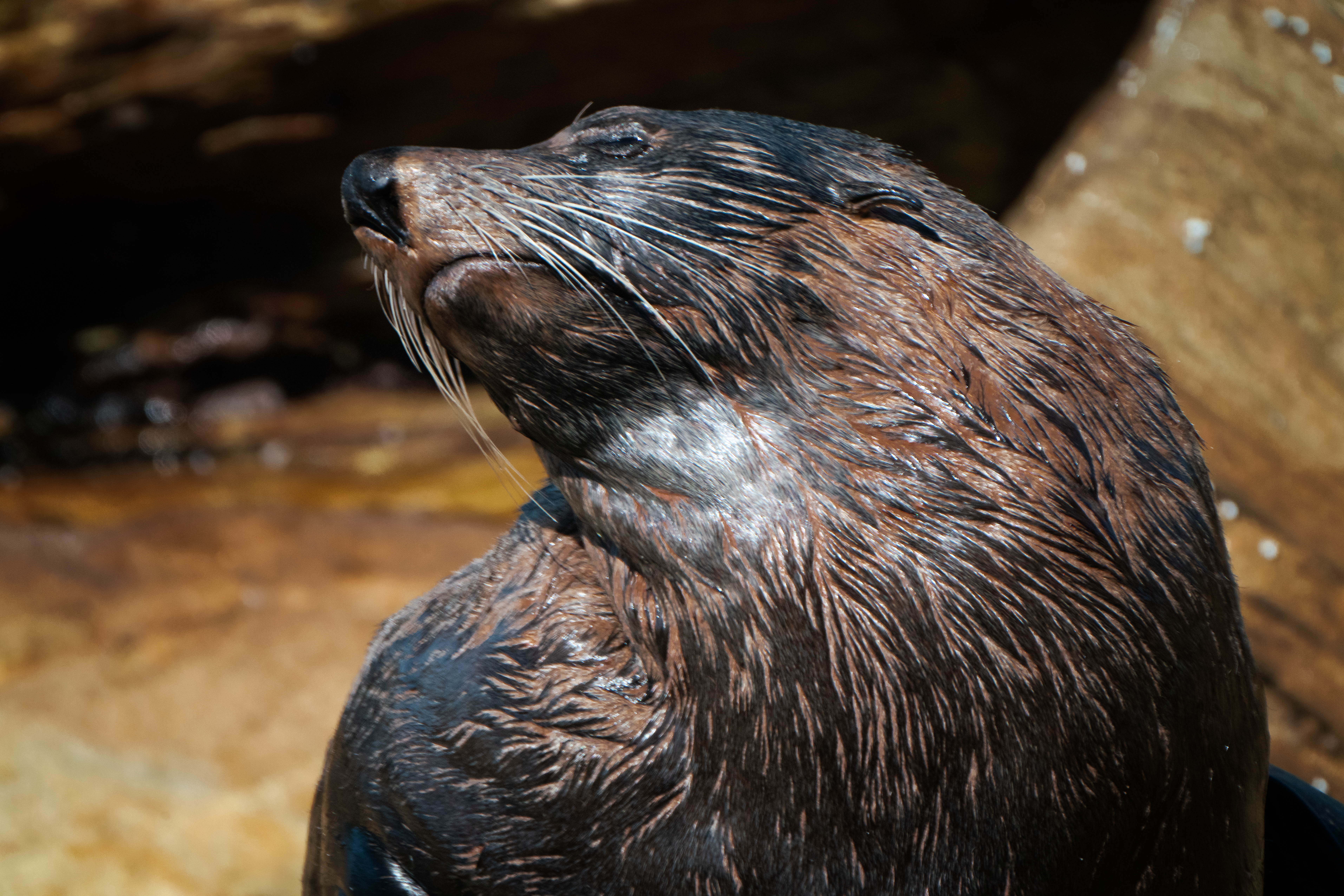 Nutria gigante sudamericana con pelaje húmedo, observada en su hábitat natural, símbolo de las especies en peligro de extinción en Sudamérica.