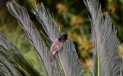 Un Muitú posado sobre una rama de palmera, con fondo de vegetación natural en un ambiente de humedal.