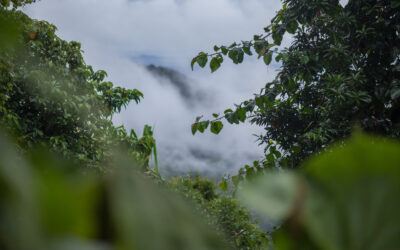 Vista del Bosque Nuboso Monteverde en Costa Rica, con nubes bajas filtrándose entre la vegetación densa y árboles de hojas amplias, enmarcando un ecosistema húmedo y montañoso.