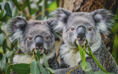 Dos koalas comen hojas de eucalipto entre ramas verdes, símbolo de su hábitat natural y su estado de vulnerabilidad en Australia.