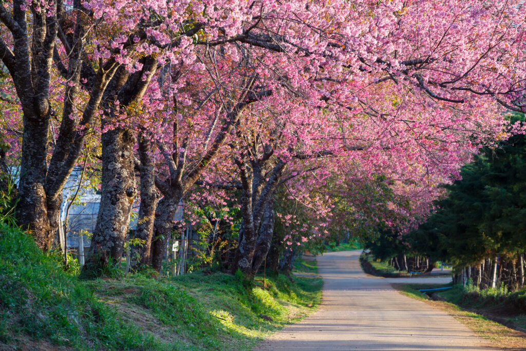 Camino rural flanqueado por árboles de flor de cerezo en plena floración, creando un túnel natural rosado bajo la luz suave del atardecer.