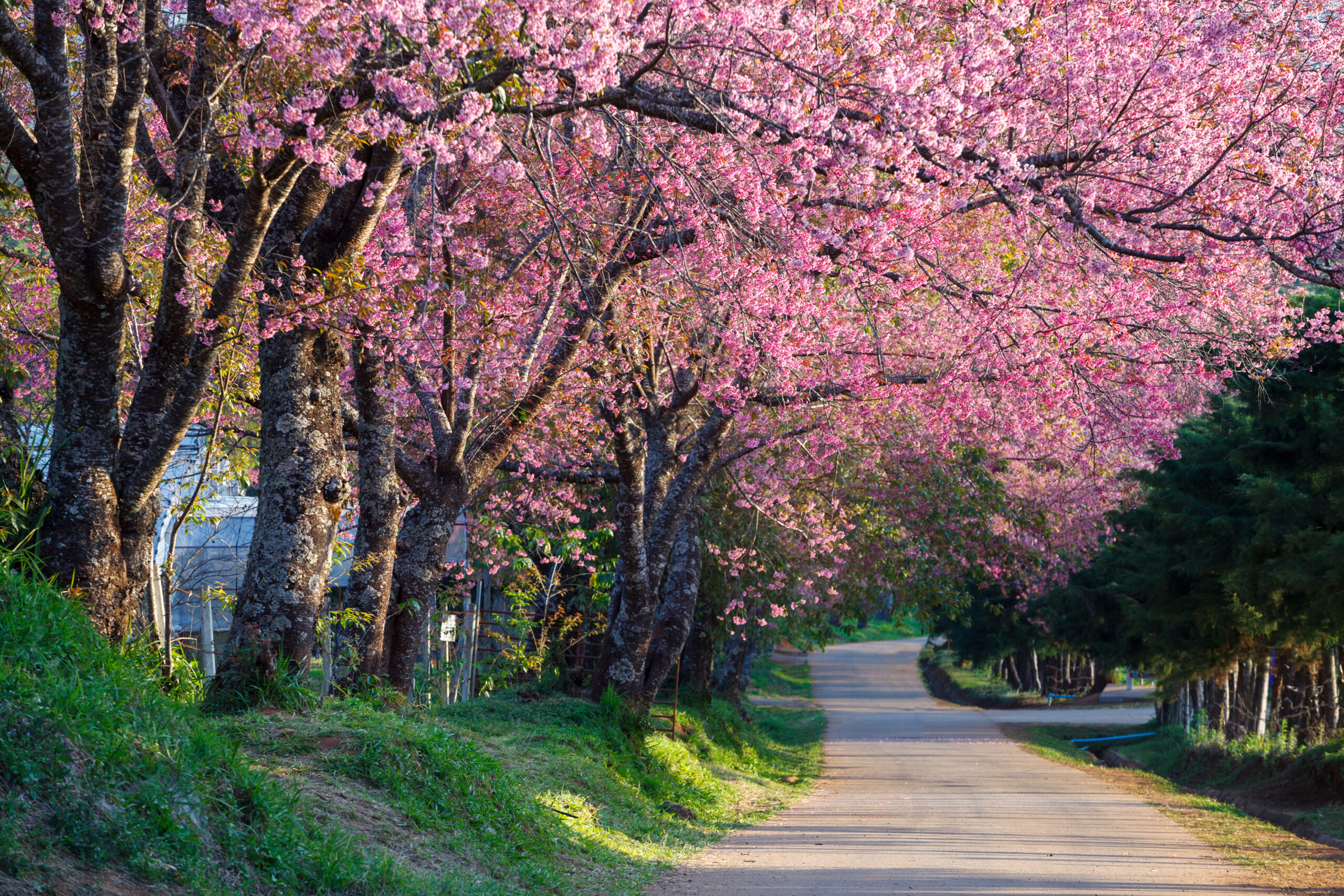 Camino rural flanqueado por árboles de flor de cerezo en plena floración, creando un túnel natural rosado bajo la luz suave del atardecer.