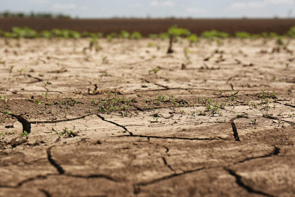 Suelo agrietado con escasa vegetación emergente, muestra del impacto severo de una sequía prolongada en una zona agrícola.