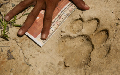 Huella de un felino en tierra seca junto a una mano humana y una regla, utilizada para comparar el tamaño y registrar evidencia.