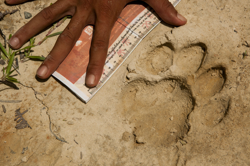 Huella de un felino en tierra seca junto a una mano humana y una regla, utilizada para comparar el tamaño y registrar evidencia.