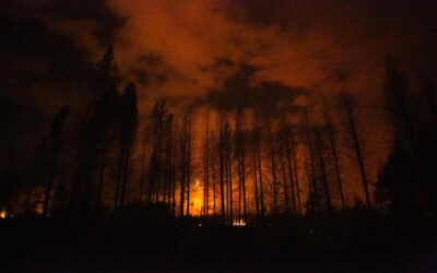 Bosque patagónico incendiado de noche con llamas y humo anaranjado iluminando las siluetas de los árboles calcinados.