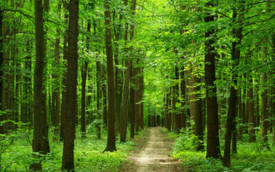 Camino rodeado de árboles en un bosque frondoso, símbolo de ecosistemas que solían absorber grandes cantidades de carbono.