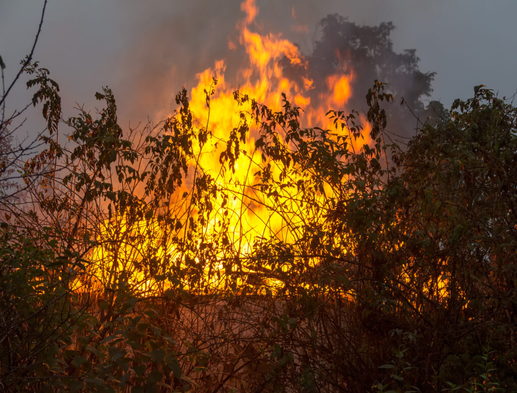 Fuego de gran intensidad arrasa con la vegetación en un entorno rural, con llamas elevadas que se abren paso entre los arbustos y ramas secas.