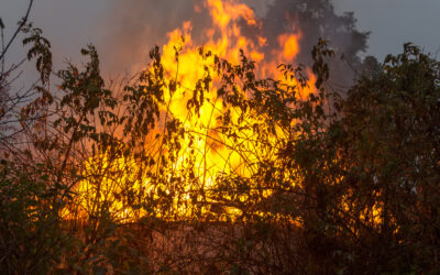 Fuego de gran intensidad arrasa con la vegetación en un entorno rural, con llamas elevadas que se abren paso entre los arbustos y ramas secas.