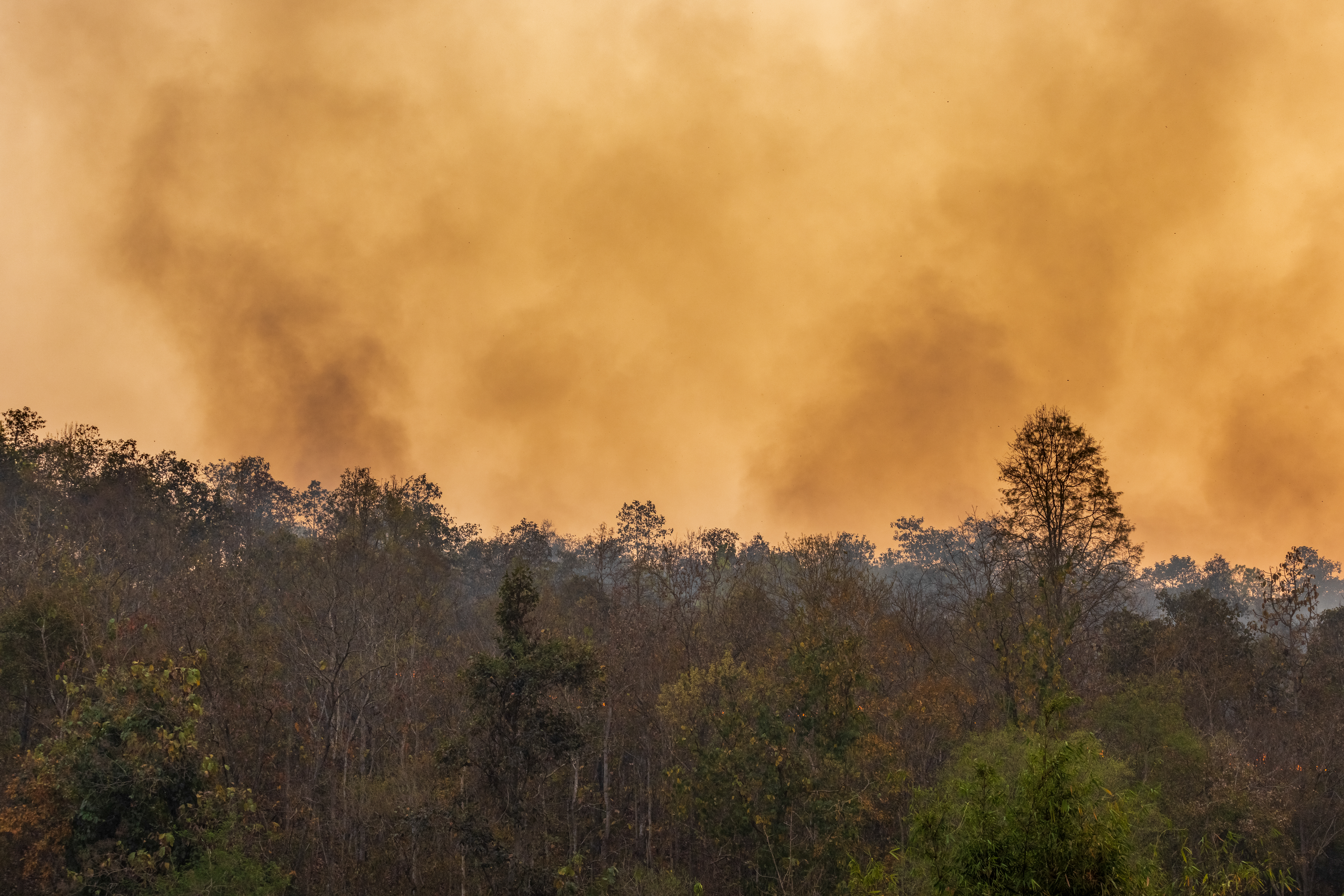 Una densa columna de humo anaranjado se eleva sobre la copa de un bosque afectado por un incendio forestal, cubriendo el cielo con una atmósfera densa y amenazante.