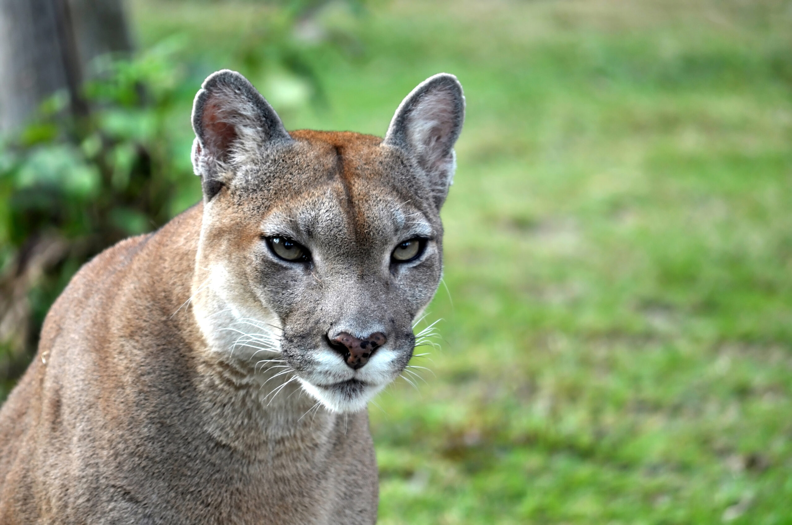 Puma en primer plano en una reserva natural del departamento de Meta, Colombia, especie clave en los ecosistemas del Triángulo del Puma.