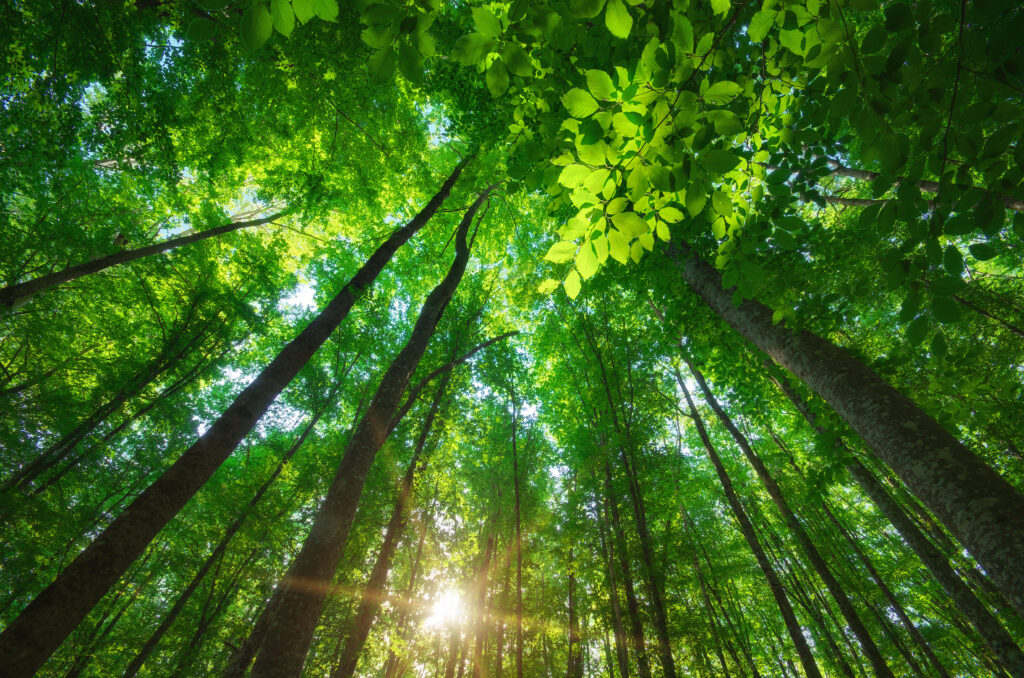 Vista desde el suelo hacia las copas de altos árboles en un bosque frondoso iluminado por rayos de sol que atraviesan el follaje verde.