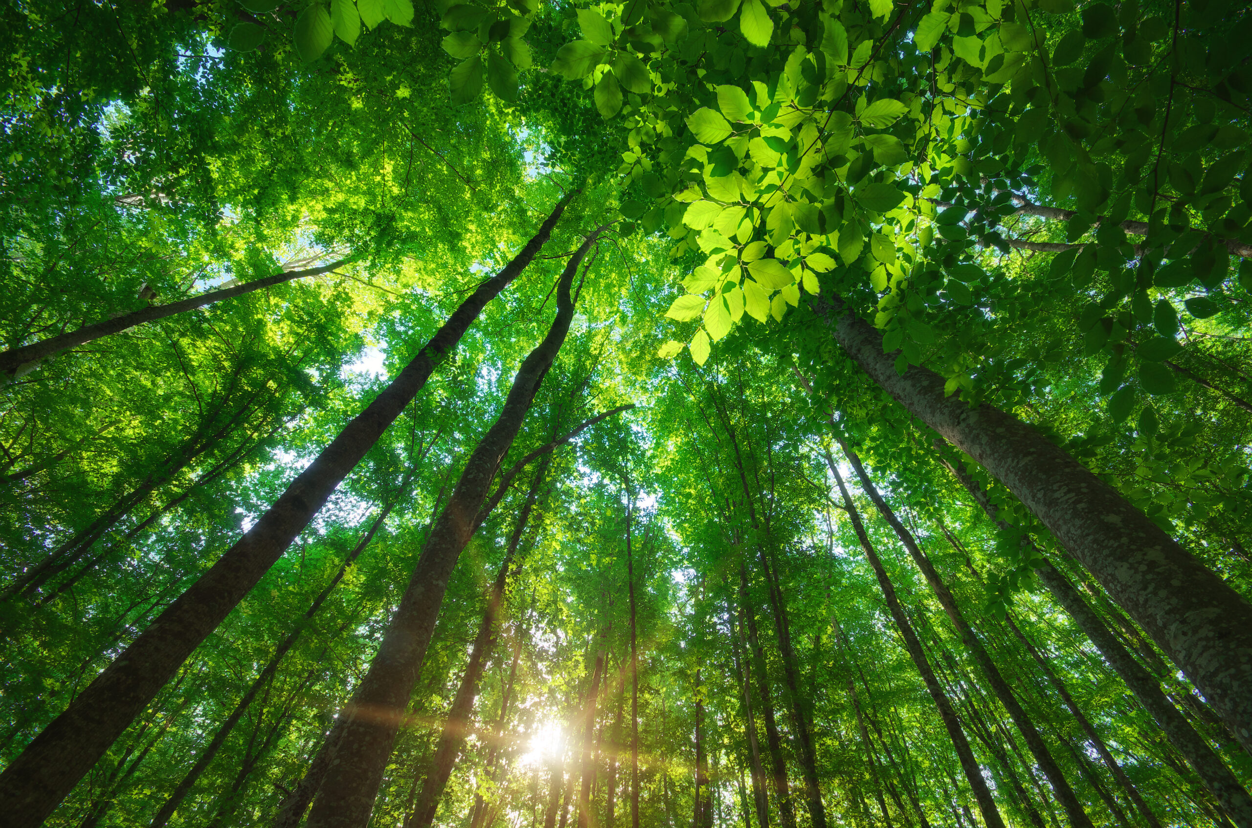 Vista desde el suelo hacia las copas de altos árboles en un bosque frondoso iluminado por rayos de sol que atraviesan el follaje verde.
