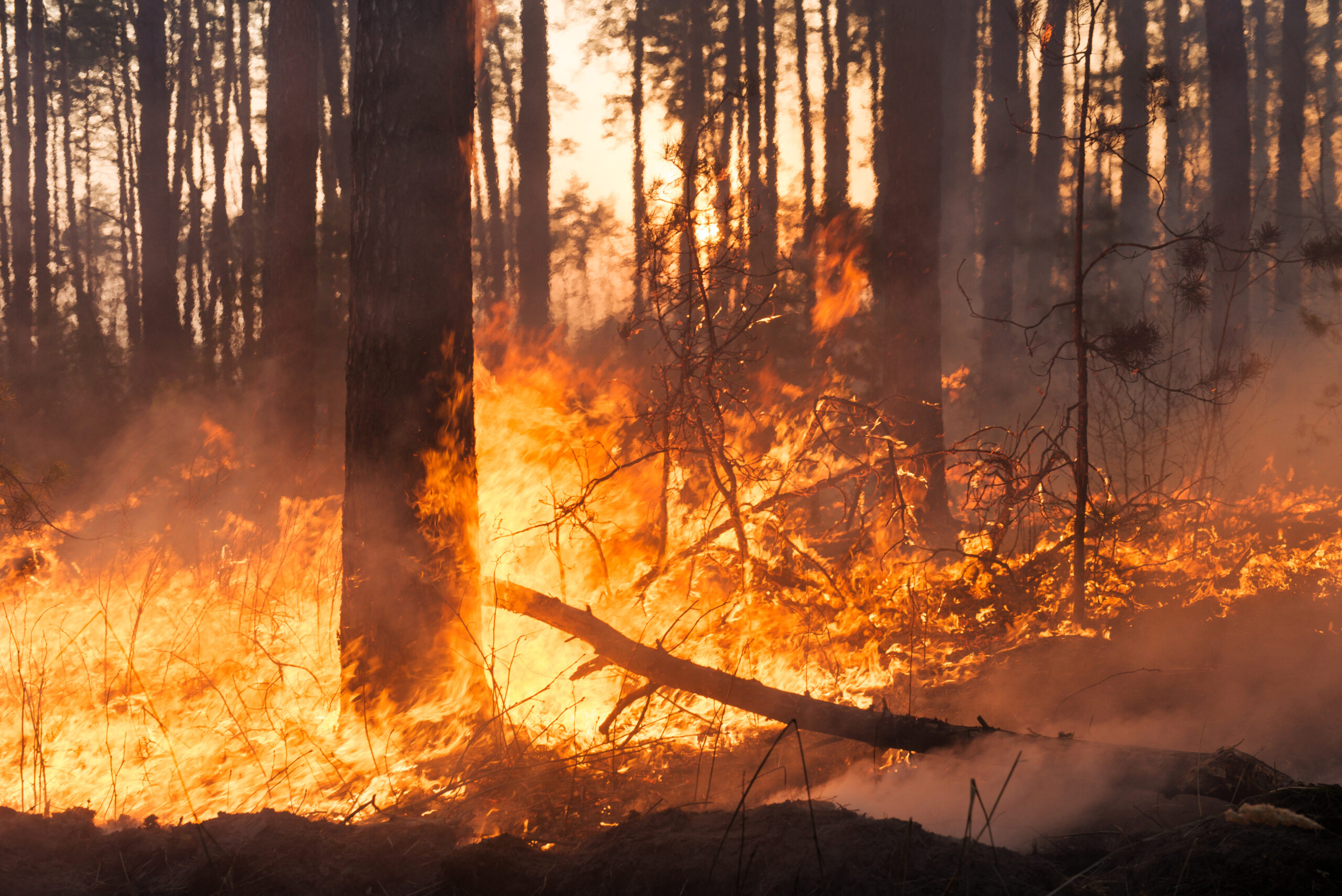 Incendio forestal activo en un bosque de pinos con llamas intensas y humo denso, en medio de una emergencia climática.